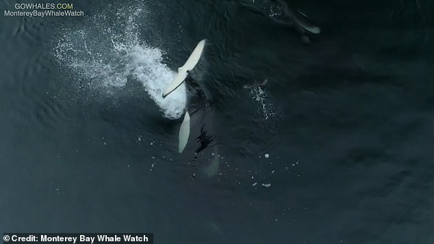 Incredible video of the whales stalking their prey was caught by a drone hovering overhead