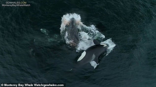 A boatful of tourists witnessed the hunt up close as the mother and calf were surrounded