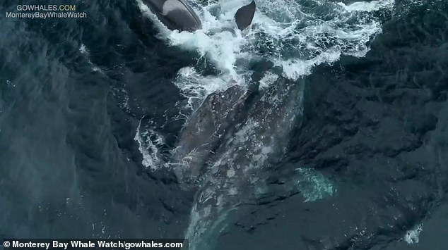 Last month five killer whales were seen attacking a gray whale and her calf in the same bay