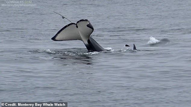 The whales were also seen trying to hit the birds, that were making an escape, with their tails