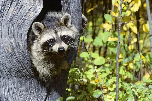 The man had taken narcotics and became irritated by raccoons he said live underneath