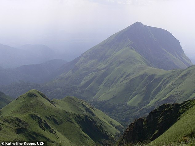 University of Zurich experts provided a wild chimpanzee community in the Nimba Mountains of Guinea with the exact tools that some nearby chimpanzee communities use to crack nuts