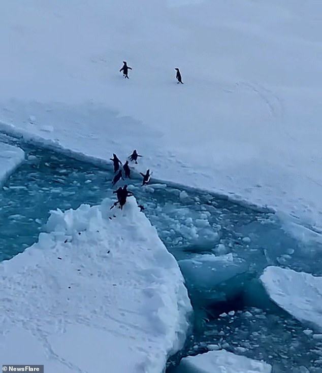 The happy penguins begin to huddle together in a bunch as they are reunited