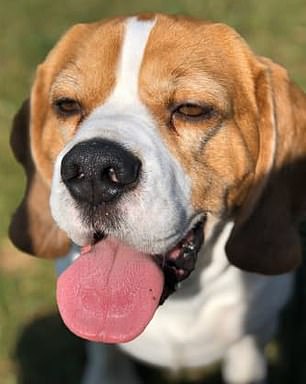 One of the dogs Alahverdian claimed was his