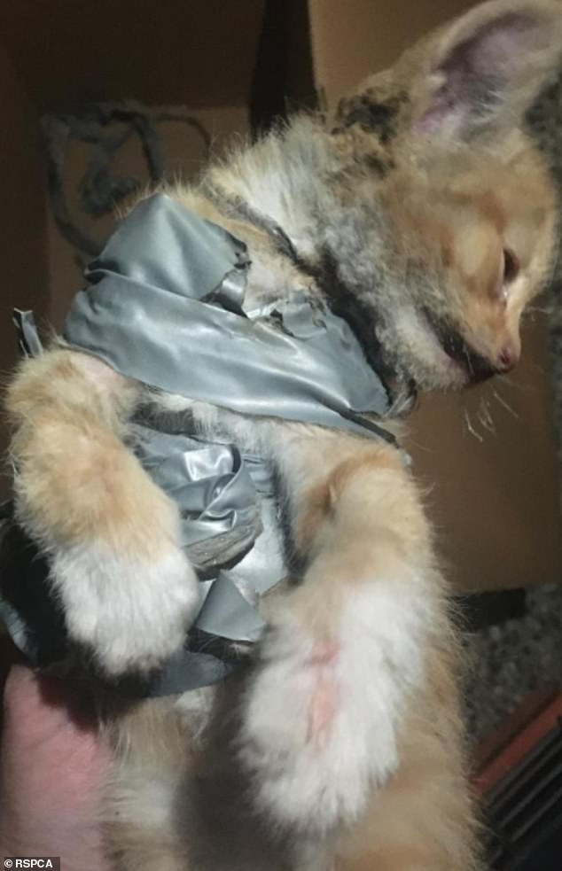 The depraved plasterer also filmed the horrific act on the kitten (pictured) while drug affected