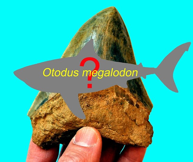 While there is no dispute that they existed or that they were gigantic, the megalodon is known only from ancient fossilised teeth and vertebrae. The new research pokes holes into previous ideas about the megalodon's body shape