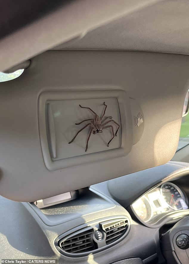 Steve the spider (pictured) has doubled in size since she first appeared in Chris Taylor's car