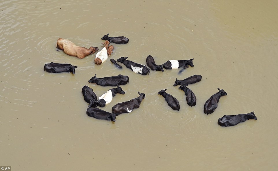 Cattle huddles together in the water, caused by flooding after the heavy rains in Ascension Parish, in St. Amant, south of Baton Rouge