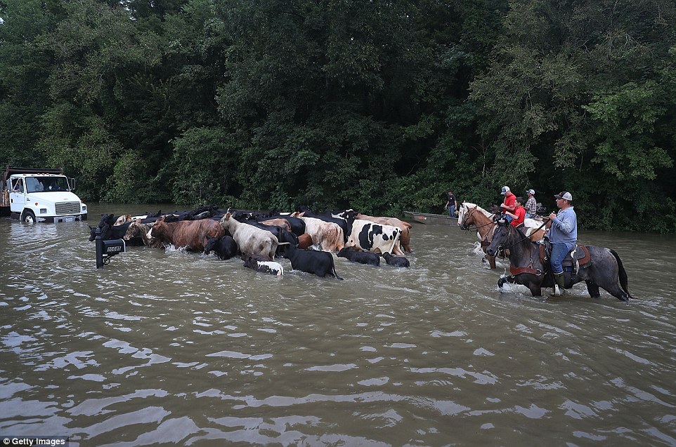 Cattle are driven through a flooded road as they are herded to trucks to be brought to dry land on Tuesday in Sorrento