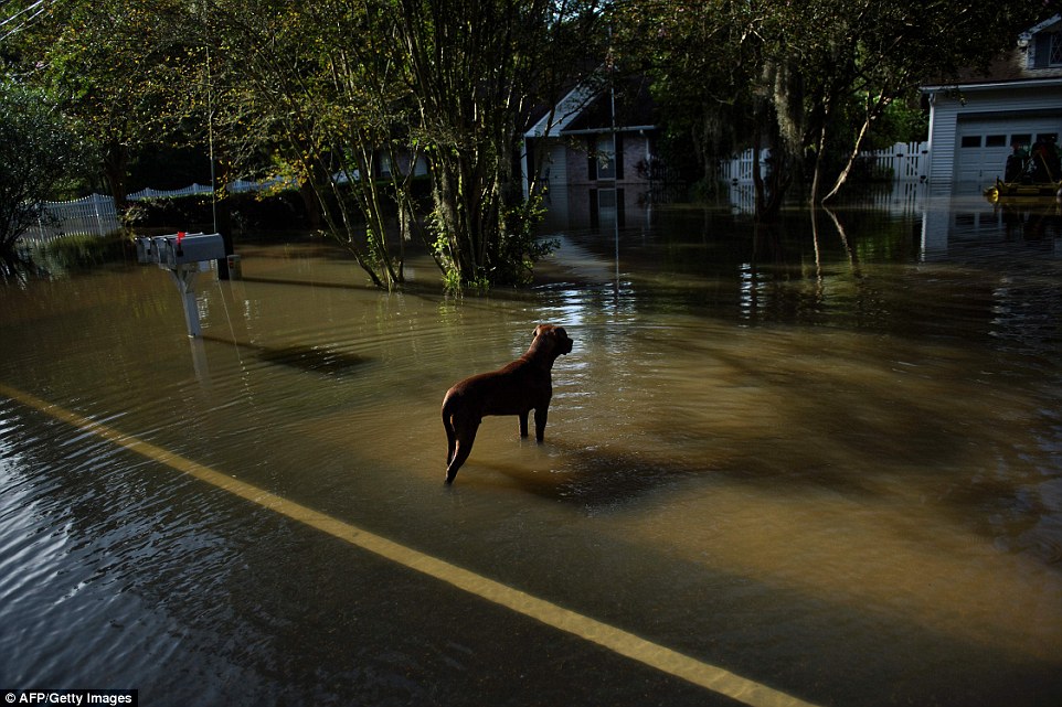 A dog wanders through a flooded neighborhood following flooding in the southeastern US state