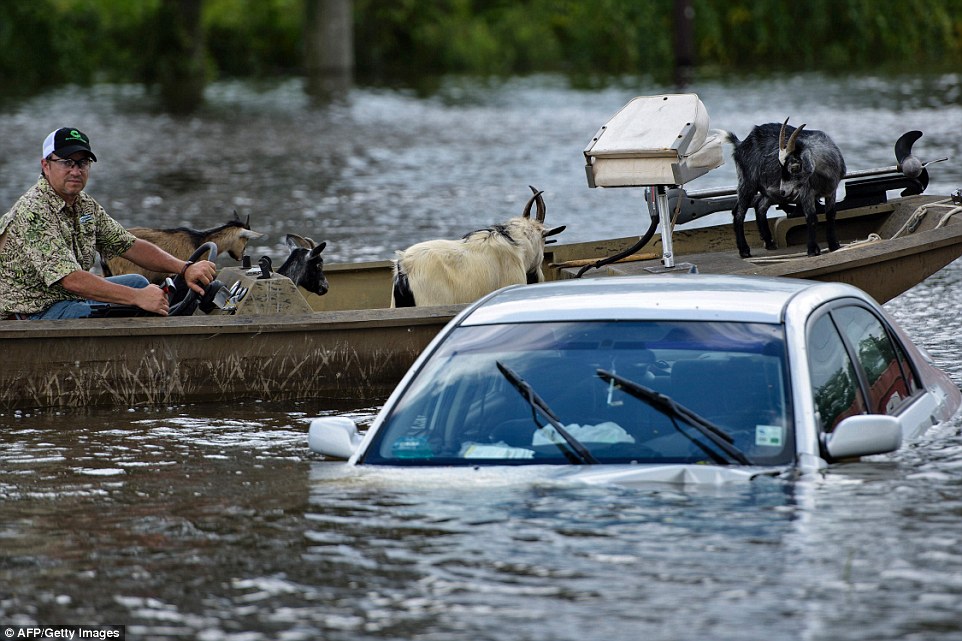 A man navigates a boat of rescued goats past a partially submerged car after flooding on Tuesday in Gonzales, Louisiana