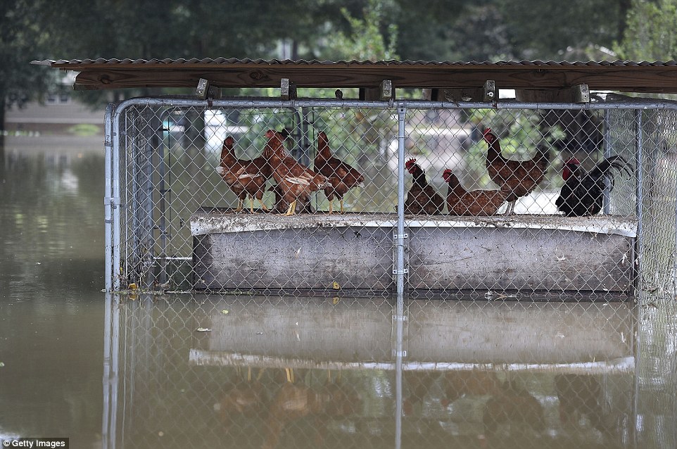 Chickens are seen in a flooded coop in a neighborhood inundated with flood waters on Wednesday in Sorrento