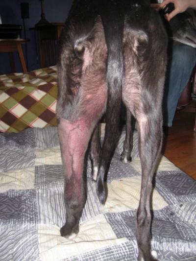 Cases of it have been reported as far apart as Devon, the Lake District, the Midlands, Wales, Scotland and Ireland